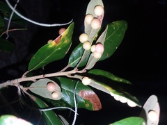 Belonocnema treatae