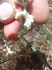 Pseudognaphalium stramineum