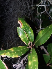 Belonocnema treatae