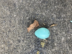 Turdus philomelos clarkei