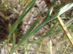 Pseudognaphalium stramineum