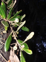 Belonocnema treatae