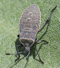 Anasa tristis