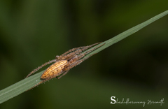Larinia