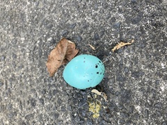 Turdus philomelos clarkei