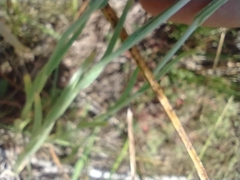 Pseudognaphalium stramineum