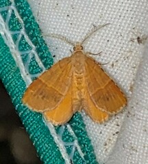 Mellilla xanthometata