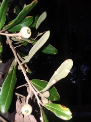 Belonocnema treatae