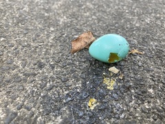 Turdus philomelos clarkei