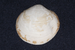 Anodontia