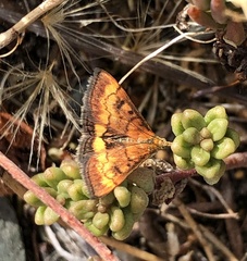 Pyrausta californicalis