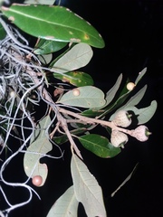 Belonocnema treatae