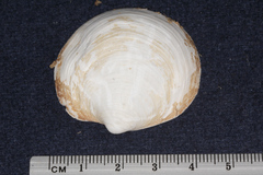 Anodontia