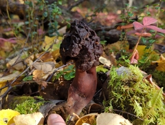 Gyromitra