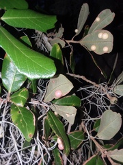 Belonocnema treatae
