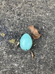 Turdus philomelos clarkei