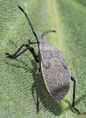 Anasa tristis
