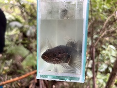 Gobiomorphus gobioides