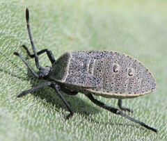 Anasa tristis