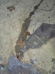 Anaxyrus americanus charlesmithi