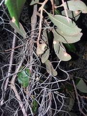 Belonocnema treatae