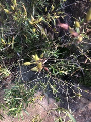 Hypericum prolificum