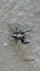 Salticinae