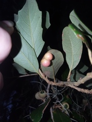 Belonocnema treatae