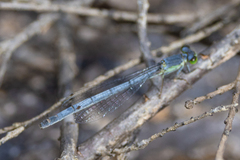 Ischnura perparva