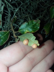 Belonocnema treatae