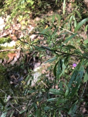 Hypericum prolificum