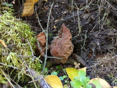 Gyromitra