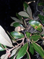 Belonocnema treatae