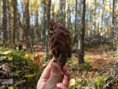 Gyromitra
