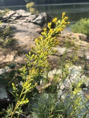Solidago plumosa