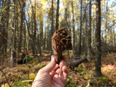 Gyromitra
