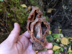 Gyromitra