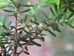Styphelia margarodes