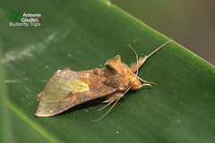 Thysanoplusia orichalcea