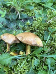 Chalciporus piperatus