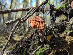 Gyromitra infula