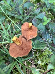 Chalciporus piperatus