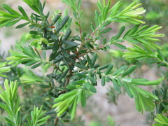 Styphelia margarodes