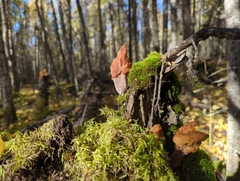 Gyromitra infula