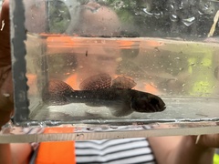 Gobiomorphus huttoni