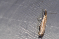 Raphiptera argillaceellus