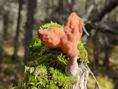 Gyromitra infula