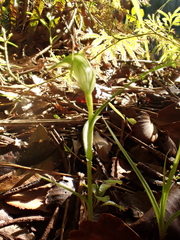 Pterostylis agathicola