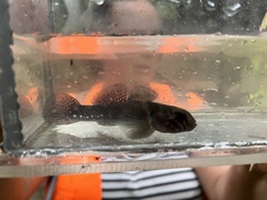 Gobiomorphus huttoni