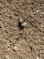 Dasymutilla sackenii